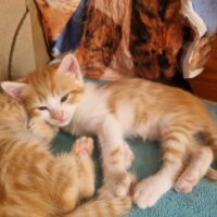Elsa, adorable chaton à l'adoption #3