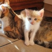 Elsa, adorable chaton à l'adoption