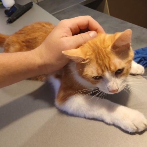 Chat henri