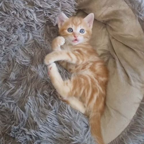 Balou, adorable chaton à l'adoption #0