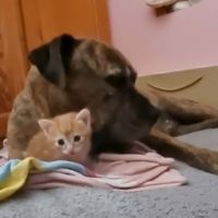 Balou, adorable chaton à l'adoption #1