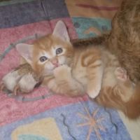 Balou, adorable chaton à l'adoption #3