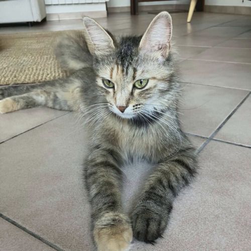 Chaton lady #3