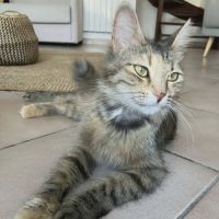 Chaton lady #0
