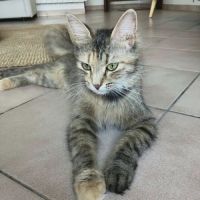 Chaton lady #3