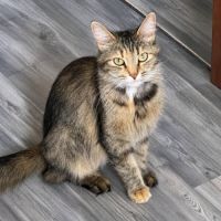 Chaton lady #4