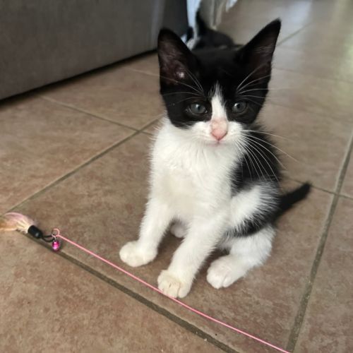 Prof, jolie minette à l'adoption #0