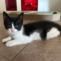 Prof, jolie minette à l'adoption #2