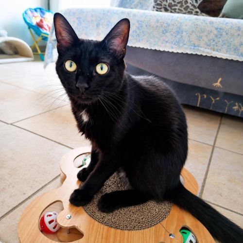 Gustave, adorable jeune mâle à l'adoption