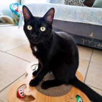 Gustave, adorable jeune mâle à l'adoption #0