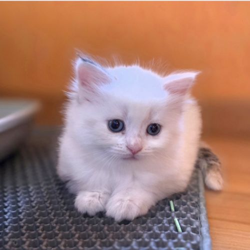 Adorables chatons siberiens loof #2