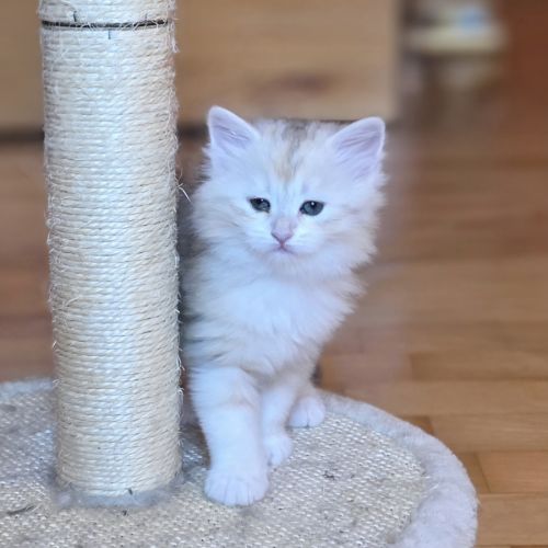 Adorables chatons siberiens loof #8