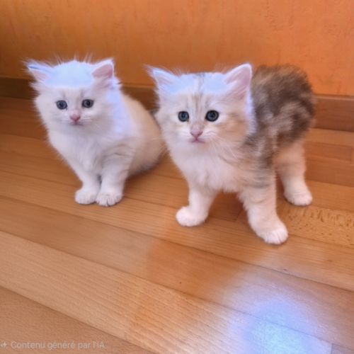 Adorables chatons siberiens loof #10
