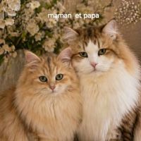 Adorables chatons siberiens loof #1