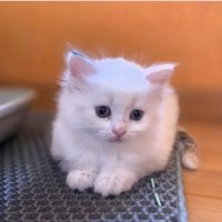 Adorables chatons siberiens loof #2