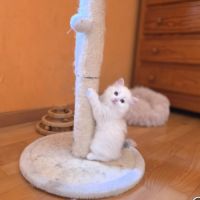 Adorables chatons siberiens loof
