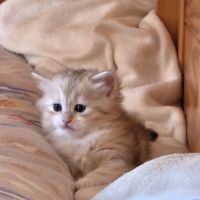 Adorables chatons siberiens loof #4