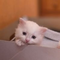 Adorables chatons siberiens loof #5