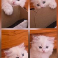 Adorables chatons siberiens loof #6