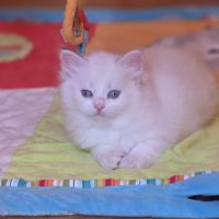 Adorables chatons siberiens loof #7