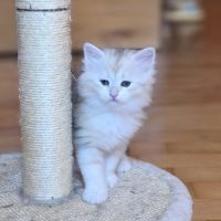 Adorables chatons siberiens loof #8