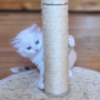 Adorables chatons siberiens loof #9