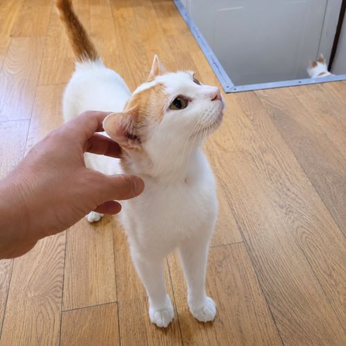 Chat jeff #1