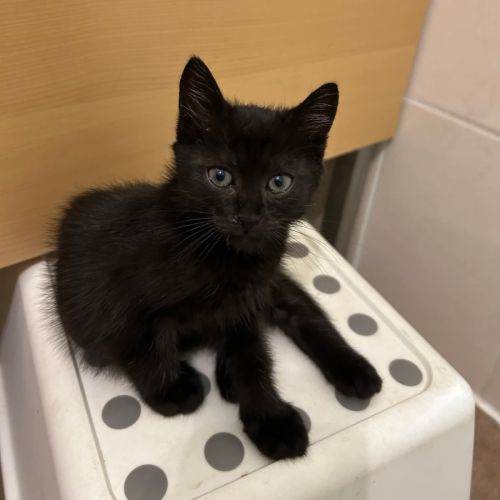 Simplet, jolie minette à l'adoption