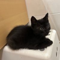 Simplet, jolie minette à l'adoption #1