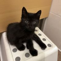 Simplet, jolie minette à l'adoption #0