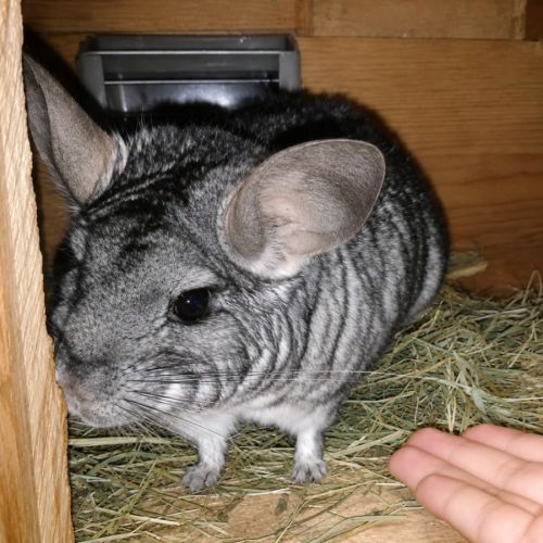 Choupi & choupinette #1