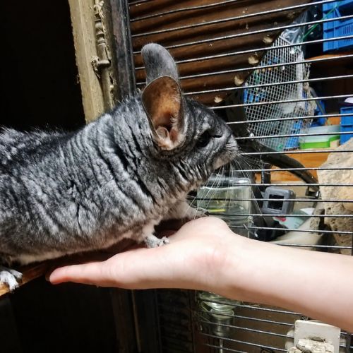 Choupi & choupinette #6