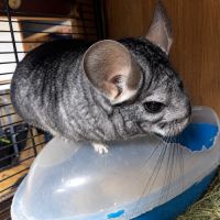 Choupi & choupinette #2