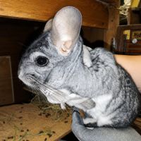 Choupi & choupinette #4