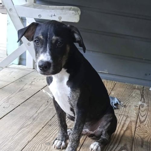 Darwin, bébé câlin #2