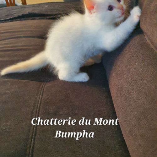Chaton sacré de birmanie couleur red point #3
