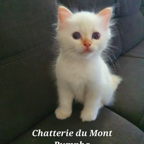 Chaton sacré de birmanie couleur red point #4