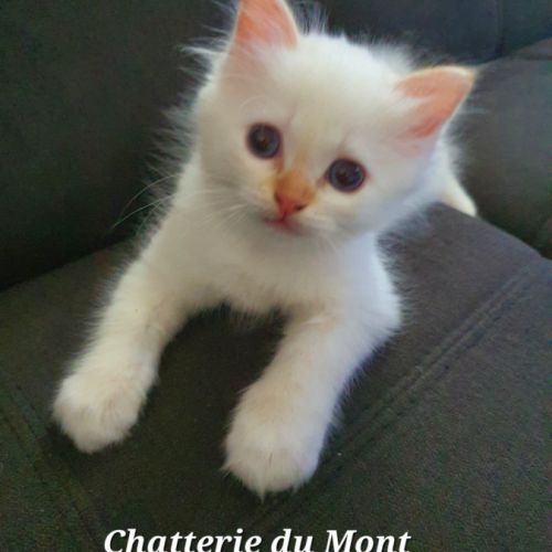 Chaton sacré de birmanie couleur red point #6