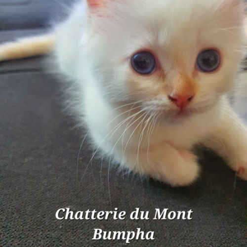 Chaton sacré de birmanie couleur red point #7