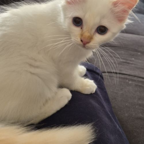 Chaton sacré de birmanie couleur red point