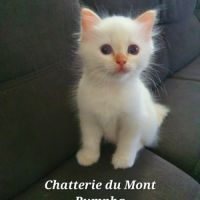 Chaton sacré de birmanie couleur red point #4