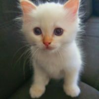 Chaton sacré de birmanie couleur red point