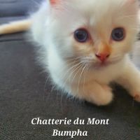 Chaton sacré de birmanie couleur red point #7