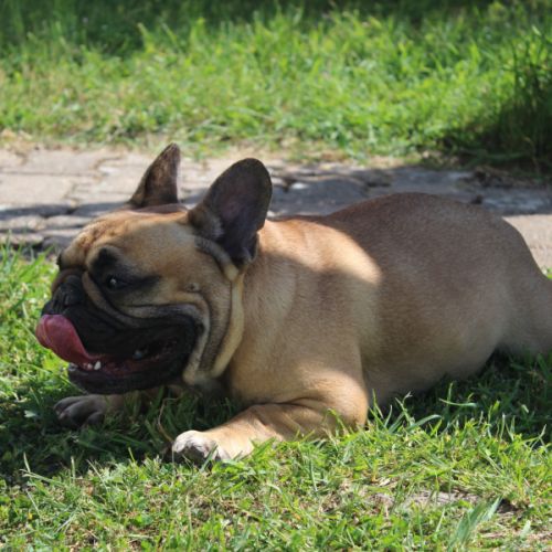 Chiots bouledogue français
