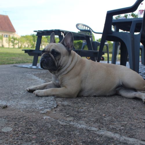 Chiots bouledogue français #2