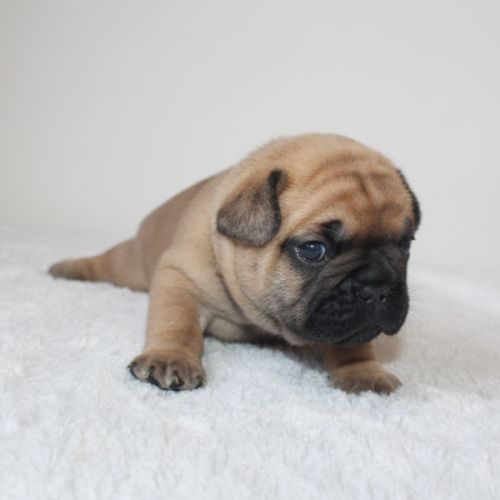 Chiots bouledogue français #5