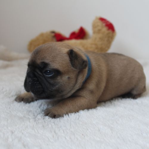 Chiots bouledogue français #7