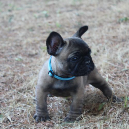 Chiots bouledogue français
