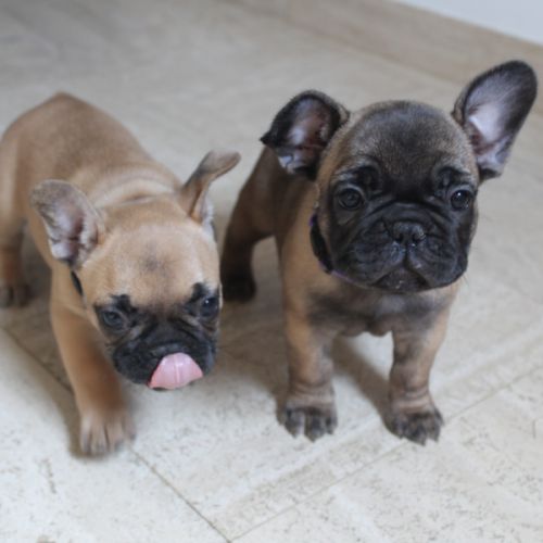 Chiots bouledogue français #5