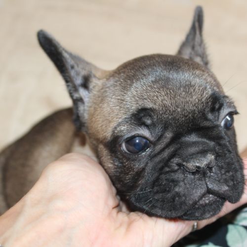 Chiots bouledogue français lof #3